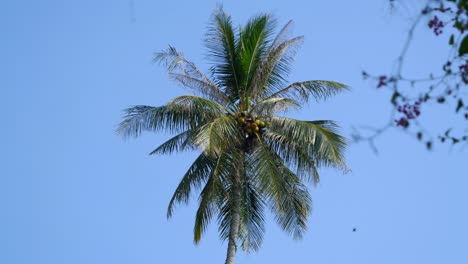 Slow-motion-view-of-beautiful-lone-palm-tree-against-blue-sky