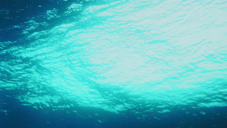 Building-wave-rises-and-shimmers-glowing-as-it-barrels-over-surfer,-underwater