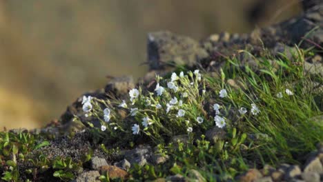 Pequeñas-Flores-En-Un-Arbusto-Arrastradas-Por-El-Viento---Cámara-Lenta