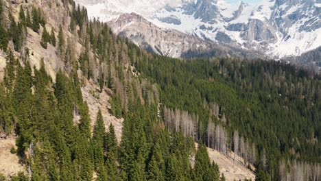 Abetos-En-Las-Montañas-Con-Dolomitas-Alpes-De-Piedra-Caliza-En-El-Noreste-De-Italia