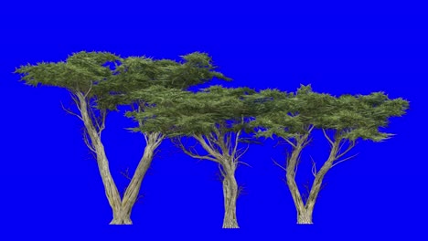 3D-Monterey-Zypressen-Cluster-Mit-Windeffekt-Auf-Blauem-Bildschirm,-3D-Animation