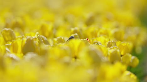 Tulipanes-Amarillos-Vibrantes-Con-Un-Sutil-Toque-De-Pájaro-En-Un-Vasto-Campo,-Enfoque-Suave,-Día-Soleado