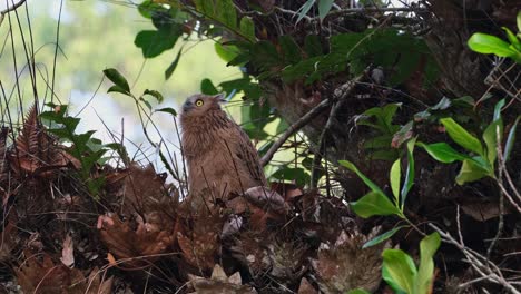 Looking-down-and-suddenly-lifts-its-head-up-to-look-towards-the-left,-Buffy-Fish-Owl-Ketupa-ketupu,-Juvenile,-Thailand