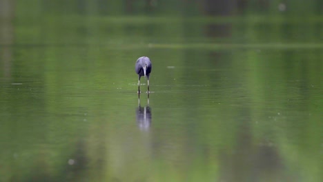 A-funny-little-blue-heron-looks-for-its-food-in-the-water-and-catches-something