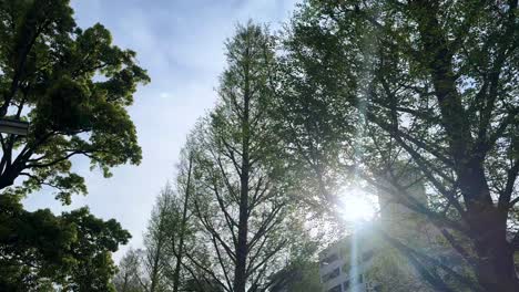 Sunlight-peeking-through-tall-trees-against-a-blue-sky-in-an-urban-setting,-with-building-silhouettes