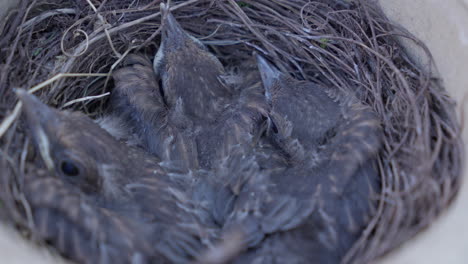 Jungvögel,-Zusammengekauert-In-Einem-Gemütlichen-Nest