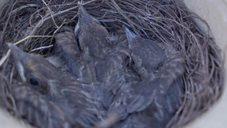 Pájaros-Novatos-Acurrucados-En-Un-Acogedor-Nido