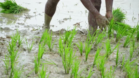 Primer-Plano-De-Manos-Masculinas-Plantando-Retoños-De-Arroz-En-La-Granja-Agrícola.