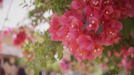 Vibrantes-Flores-De-Buganvilla-Rosa-En-Un-Entorno-Soleado-Al-Aire-Libre-De-Enfoque-Suave