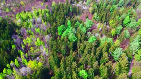 El-Tapiz-De-Primavera:-Perspectiva-Aérea-Del-Dosel-Del-Bosque-Que-Despierta