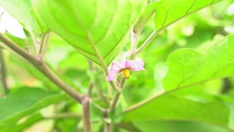 Great-shot-of-flower-of-eggplant-glossy-Mediterranean-vibrant-purple-skin-in-botanical-garden