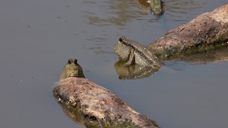 Two-individuals-back-to-back-resting-on-drifting-two-pieces-of-wood,-Gold-spotted-Mudskipper-Periophthalmus-chrysospilos,-Thailand