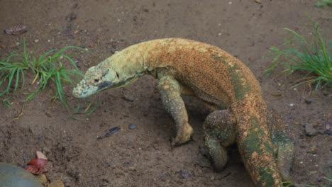 Junger-Komodowaran-Auf-Der-Suche-Nach-Beute,-Indem-Er-Mit-Der-Zunge-Schnippt-Und-Die-Luft-Spürt