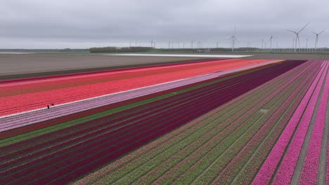 Bunte-Tulpenblüten-Auf-Den-Niederländischen-Feldern-In-Der-Nähe-Des-Windparks