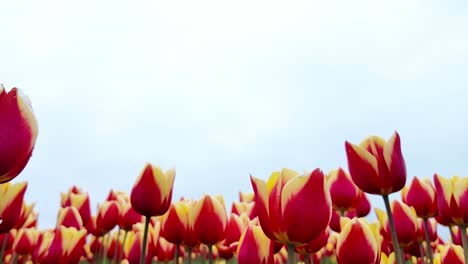 Darwin-Hybrid-Tulpen-An-Einem-Windigen-Tag-Im-Frühling-In-Den-Niederlanden