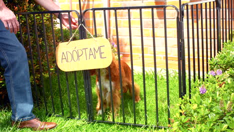 general-shot-of-cocker-spaniel-dog-for-adoption