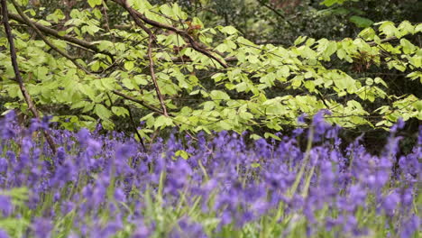 Flores-De-Campanillas-De-Colores-Vibrantes-Frente-A-Un-Exuberante-árbol-De-Haya-En-Hojas-De-Primavera-En-Un-Bosque-De-Worcestershire,-Inglaterra