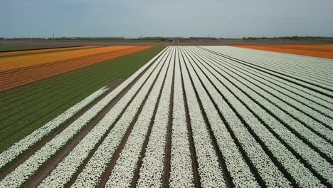 Tulip-fields,-orange,-yellow,-white-and-green,-rising-drone