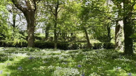 Sunshine-bluebells-and-wild-garlic-a-rural-graveyard-in-Ireland