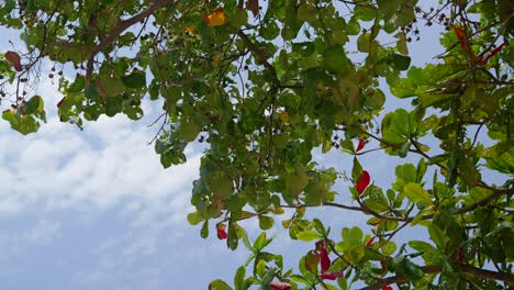Vista-Minimalista-Mirando-Al-árbol-Verde-Contra-El-Cielo-Azul-Nublado-En-Cámara-Lenta