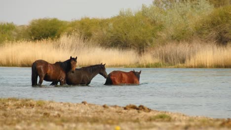 Filmreife-Schönheit-Frei-Herumlaufender-Pferde,-Die-Am-Fluss-Entlanglaufen,-Rennen-Und-Trinken,-Mit-Verspielten-Kälbern