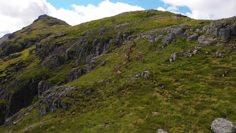 Una-Manada-De-Ciervos-Corriendo-Por-Las-Montañas-Escocesas-En-Las-Tierras-Altas-De-Escocia.