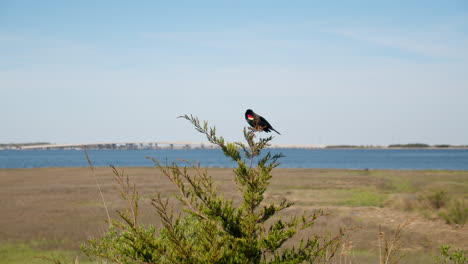 Bird-Perches-on-Branch-in-Front-of-New-Jersey-Skyline-in-Slow-Motion