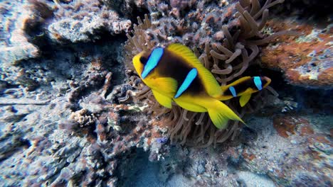 Clownfische-Im-Roten-Meer-Auf-Einer-Prächtigen-Seeanemone