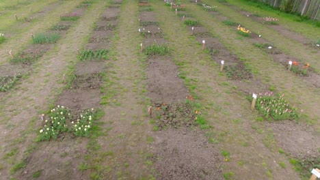 POV-shot-while-walking-over-colorful-tulip-field-at-daytime