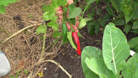 Schöner-Schuss-Chili,-Rote-Peperoni,-Obst,-Gemüse,-Würzige-Sorte-Im-Botanischen-Garten