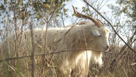 Cashmere-sheeps-behind-grasslands_-CLOSE-UP-SHOT