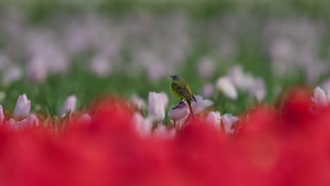 Pequeño-Pájaro-Posado-Sobre-Un-Tulipán-En-Un-Campo-Vibrante,-Enfoque-Superficial,-Sensación-De-Primavera