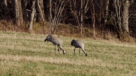 Kraniche-Fressen-Auf-Einem-Feld-In-Indre-Fosen,-Norwegen-–-Weitwinkelaufnahme