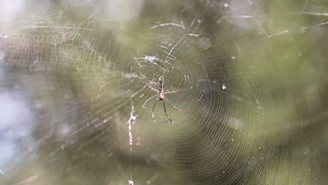 Spider-patiently-waits-for-its-prey-from-its-web