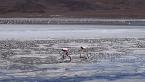 Zwei-Flamingos-Graben-Im-Salzigen-Schlamm-In-Einer-Salzlagune-Auf-Dem-Altiplano,-Bolivien