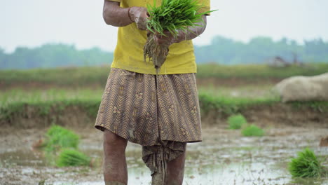 Rice-saplings,-cereal-plants,-farmer