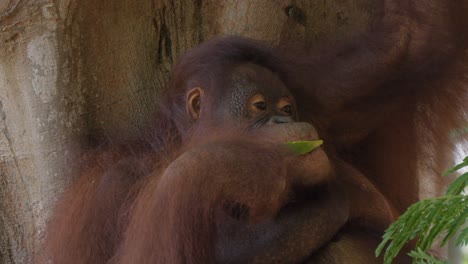 Orangután-Hembra-Comiendo-Sandía.-Primer-Plano-Estático