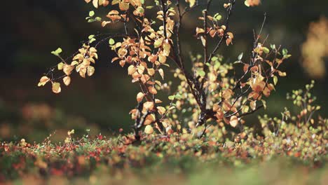 Coloridas-Hojas-Amarillas-En-Las-Ramas-Negras-Retorcidas-Del-Abedul-En-La-Tundra-De-Otoño