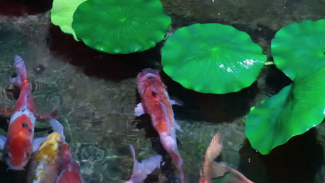 Eine-Gruppe-Bunter-Zierfische-Schwimmt-Im-Pool