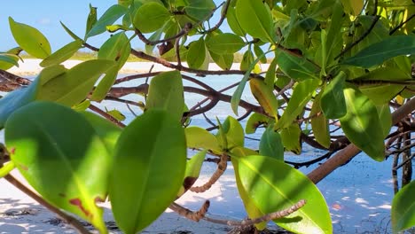 Close-up-leaves,-branchs-and-roots-mangrove-on-tropical-shore-beach-Los-Roques,-pan-right