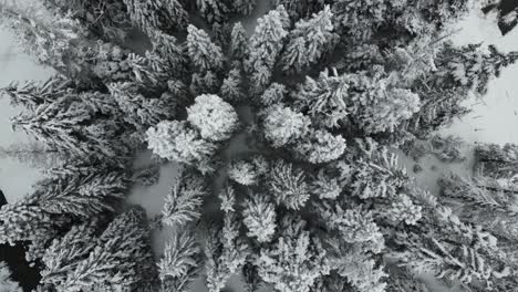 Die-Luftperspektive-Von-Oben-Fängt-Ein-Winterwunderland-Ein,-Schneebedeckte-Bäume-In-Einem-Wald-In-Idaho,-Enthüllt-Einen-Ruhigen-Gebirgsfluss-Und-Ein-Malerisches-Gehöft-Darunter
