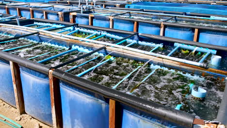 Belüfteter-Und-Sprudelnder-Abalone-Tank-Mit-Algenwachstum-Für-Abalone-Brut,-Aquafarm