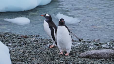 Cerca-De-Pingüinos-En-La-Antártida,-Un-Par-De-Dos-Pingüinos-Papúa-En-Vacaciones-De-Vida-Silvestre-Y-Animales-En-La-Península-Antártica,-Pingüinos-En-Una-Playa-Rocosa-De-Pie