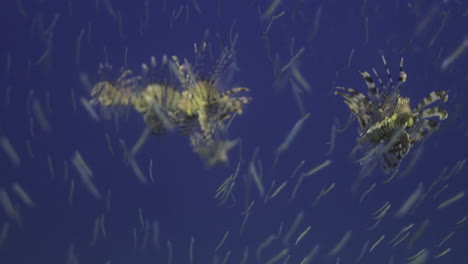 Depredadores-Del-Pez-León-Persiguiendo-Presas-De-Peces-De-Cristal-Junto-Al-Arrecife-De-Coral-Del-Mar-Rojo-De-Egipto