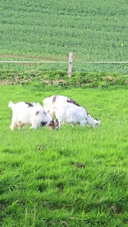 Drei-Ziegen-Grasen-Auf-Einer-Wiese