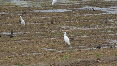 Herde-Von-Silberreihern-Und-Haubenmynas,-Die-Nach-Der-Ernte-Der-Reisfelder-Auf-Dem-Nassen-Boden-Nach-Abgefallenen-Pflanzen-Auf-Nahrungssuche-Gehen,-Nahaufnahme