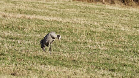 Common-Crane-Grooming-In-A-Field-In-Indre-Fosen,-Norway---Wide-Shot