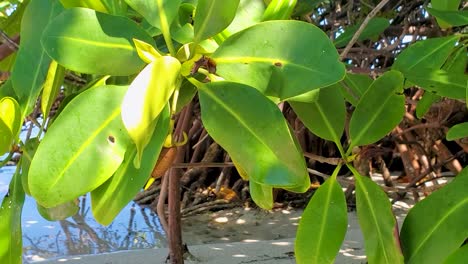 Closeup-lush-green-tropical-tree-with-broad-leaves-on-Cayo-de-Agua-island