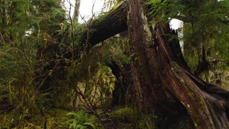 Olympic-Nationalpark,-Bundesstaat-Washington,-USA-–-Unberührter-Urwald-Des-Hoh-Regenwalds-–-POV-Aufnahme