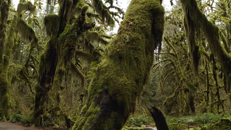 árboles-Cubiertos-De-Musgo-De-La-Selva-Tropical-A-Lo-Largo-De-La-Sala-De-Musgos-En-El-Parque-Nacional-Olímpico,-Washington